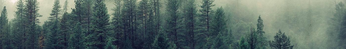 Foggy forest